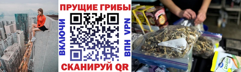 OMG вход  Балтийск  Псилоцибиновые грибы мицелий 